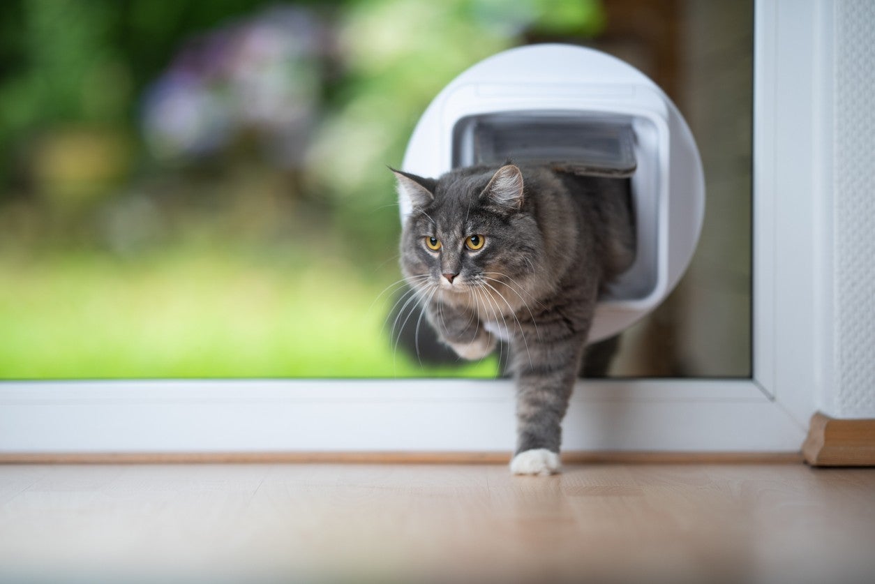 The Complete Guide to Pet Doors for Your Cat/Dog