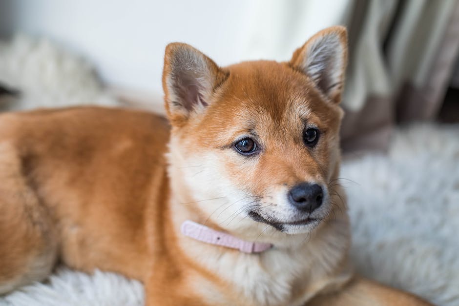 Tan and White Short Coated Puppy